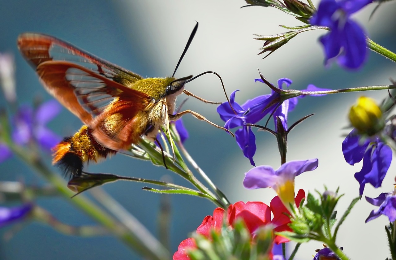 Attracting Hummingbirds to Your Garden
